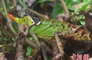 兴化云南南滚河保护区首次发现红唇棘蜥